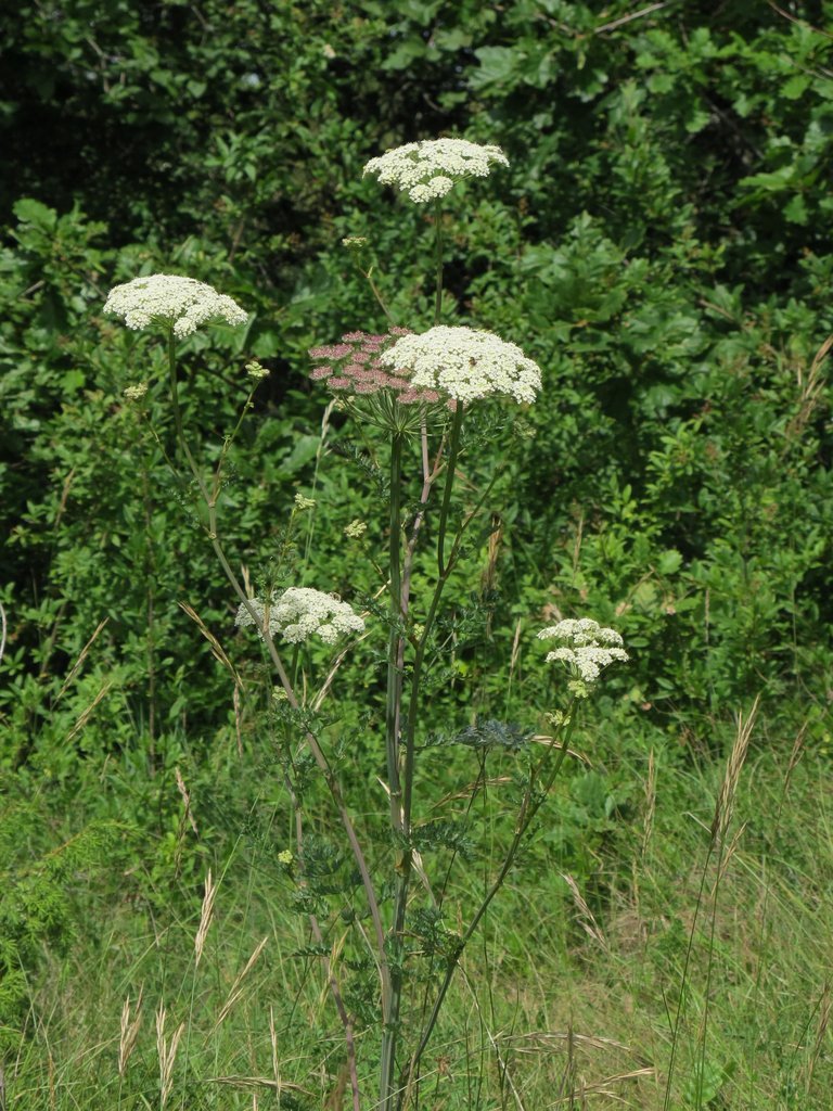 Libanotis pyrenaica
